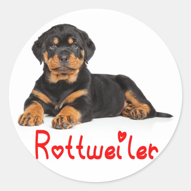 Adesivo Redondo Rottweiler Puppy Brown e Black Dog Red Love (Frente)
