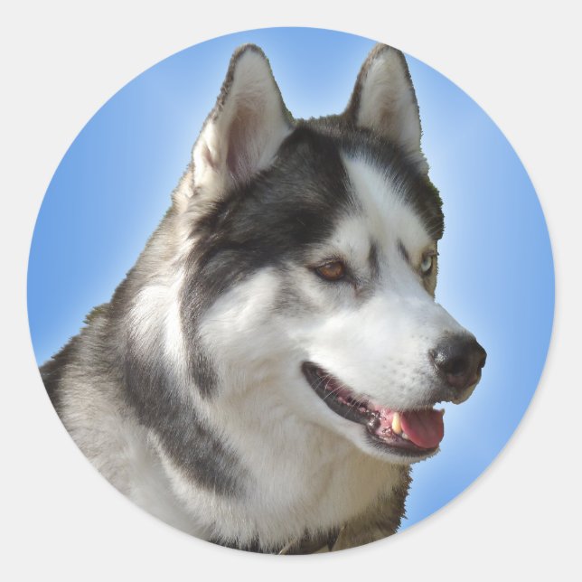 Adesivo Redondo Rouco Stickers Siberian Husky Malamute Stickers (Frente)