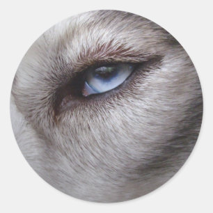 Adesivo Redondo Rouco Stickers Siberian Husky Malamute Stickers