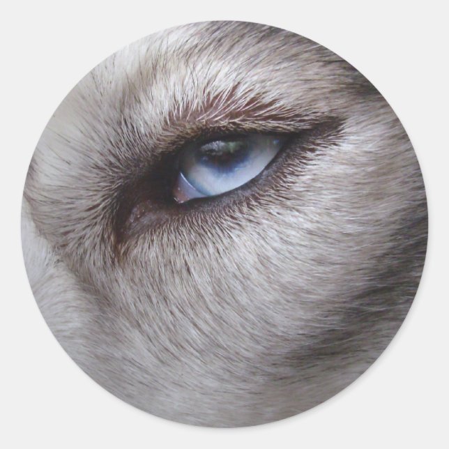 Adesivo Redondo Rouco Stickers Siberian Husky Malamute Stickers (Frente)