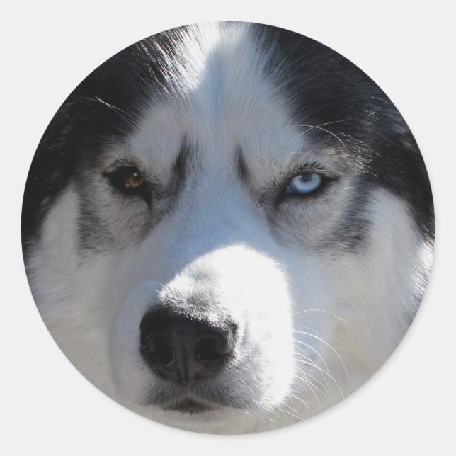 Adesivo Redondo Rouco Stickers Siberian Husky Malamute Stickers (Frente)