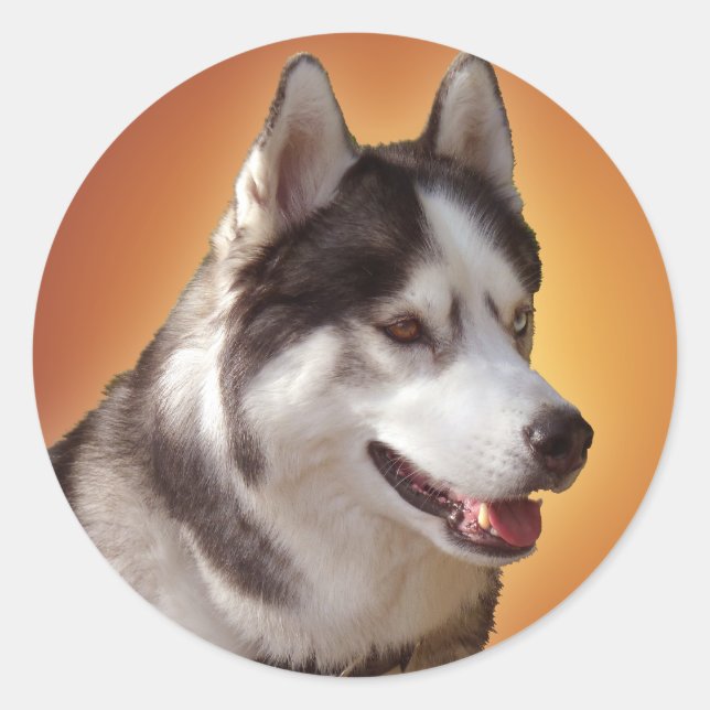 Adesivo Redondo Rouco Stickers Siberian Husky Malamute Stickers (Frente)
