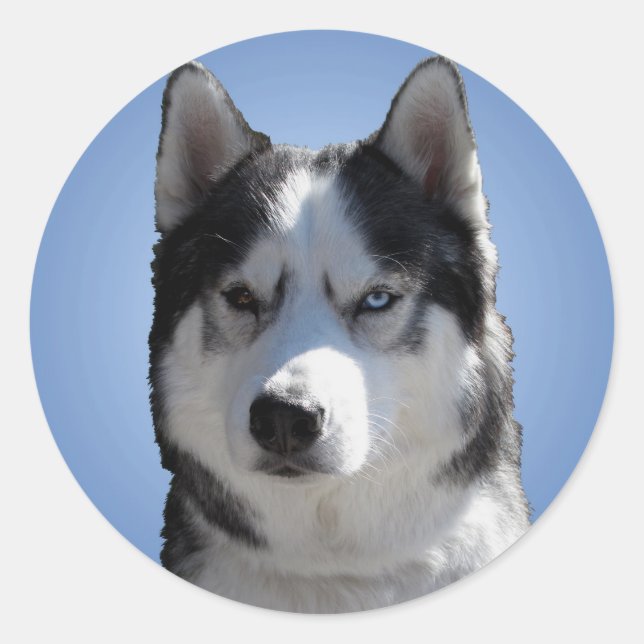 Adesivo Redondo Rouco Stickers Siberian Husky Malamute Stickers (Frente)