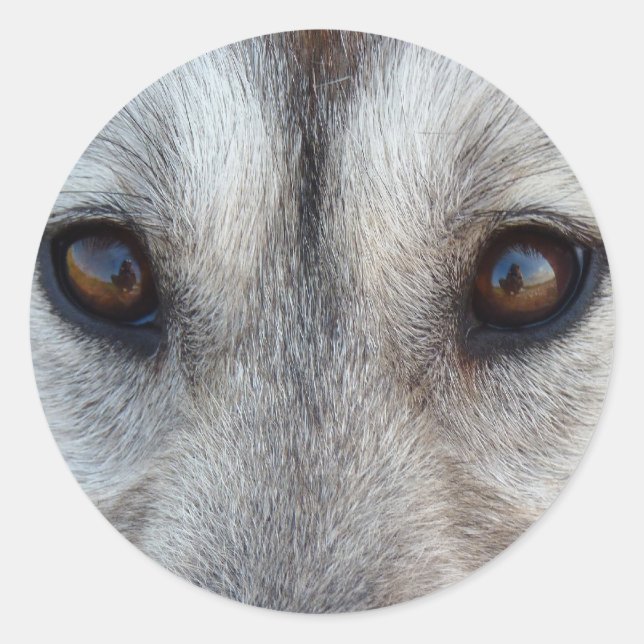 Adesivo Redondo Rouco Stickers Siberian Husky Wolf Pup Stickers (Frente)