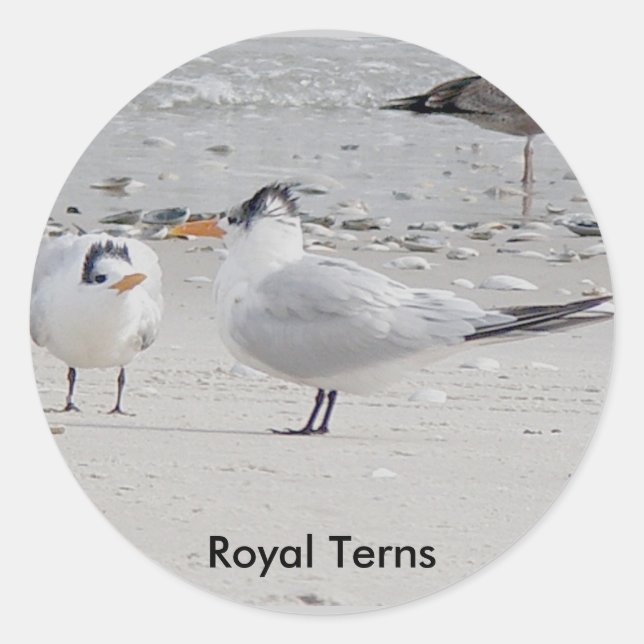 Adesivo Redondo Royal Tern Baby Stickers (Frente)