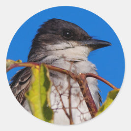 Adesivo Redondo Royalty Avian: Kingbird Oriental