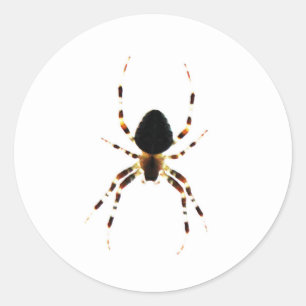 Adesivo Redondo Rua aranha arc2