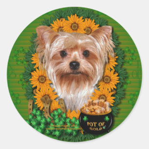 Adesivo Redondo Rua Patricks - pote de ouro - yorkshire terrier