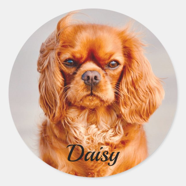 Adesivo Redondo Ruby Cavalier King Charles Spaniel Dog (Frente)