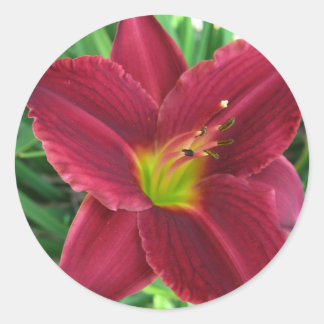 Adesivo Redondo Ruby Red Daylily Sticker