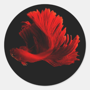 Adesivo Redondo Ruby Red Siamese Fighting Fish