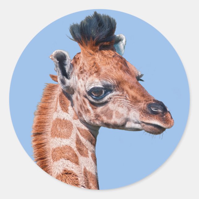 Adesivo Redondo Ruby Sticker (Frente)