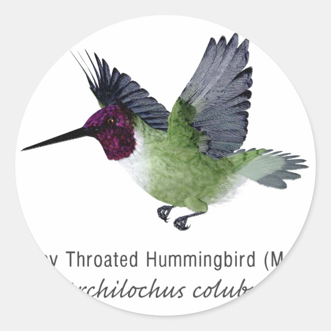 Adesivo Redondo Ruby Throated Hummingbird Masculino com Nome (Frente)