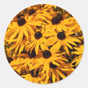 Adesivo Redondo Rudbeckia Fulgida/Susanos De Olhos Negros