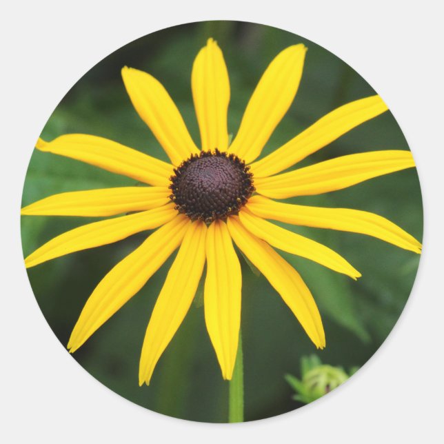 Adesivo Redondo Rudbeckia hirta (Frente)