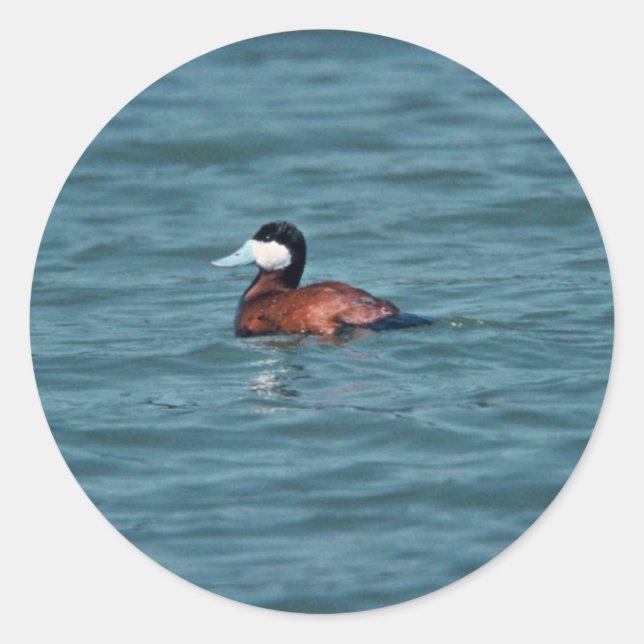 Adesivo Redondo Ruddy Duck (Frente)