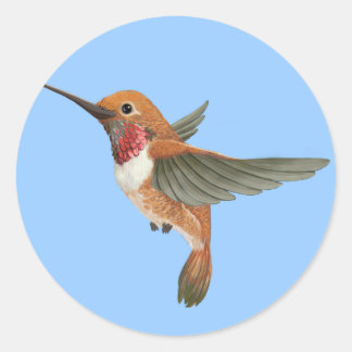 Adesivo Redondo Rufous Hummingbird