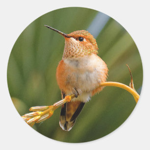 Adesivo Redondo Rufous Hummingbird no Resto