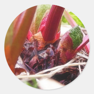 Adesivo Redondo Ruibarbo que Sprouting na primavera o jardim