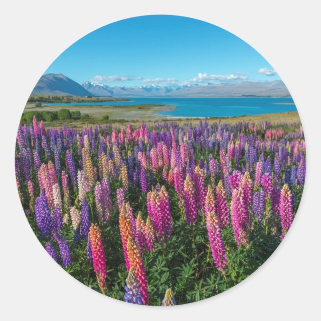 Adesivo Redondo Russle Lupines no lago Tekapo | Nova Zelândia (Frente)