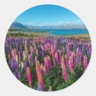 Adesivo Redondo Russle Lupines no lago Tekapo   Nova Zelândia