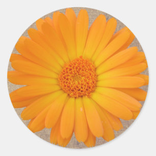 Adesivo Redondo Rustic Orange Gerber Daisy Round Stickers Seals