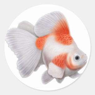 Adesivo Redondo Ryukin Goldfish Sticker