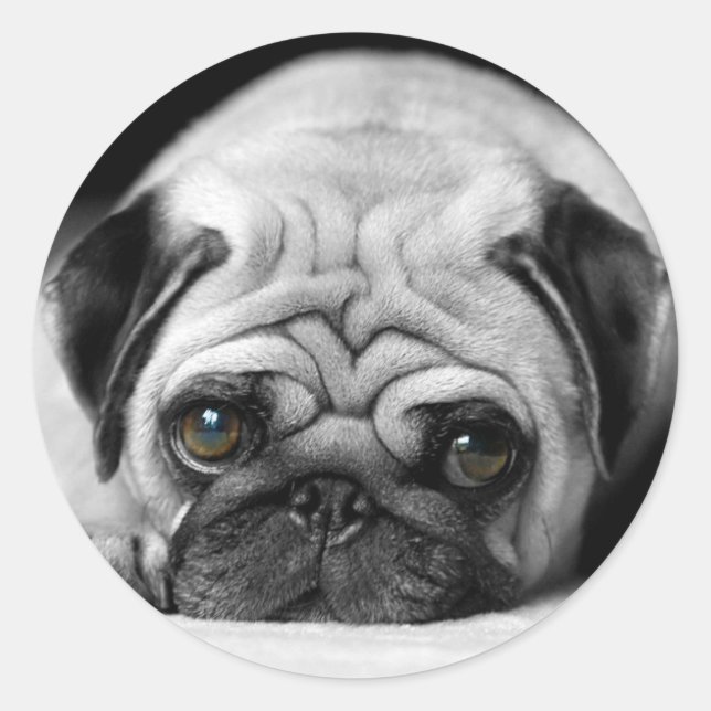 Adesivo Redondo Sad Pug (Frente)