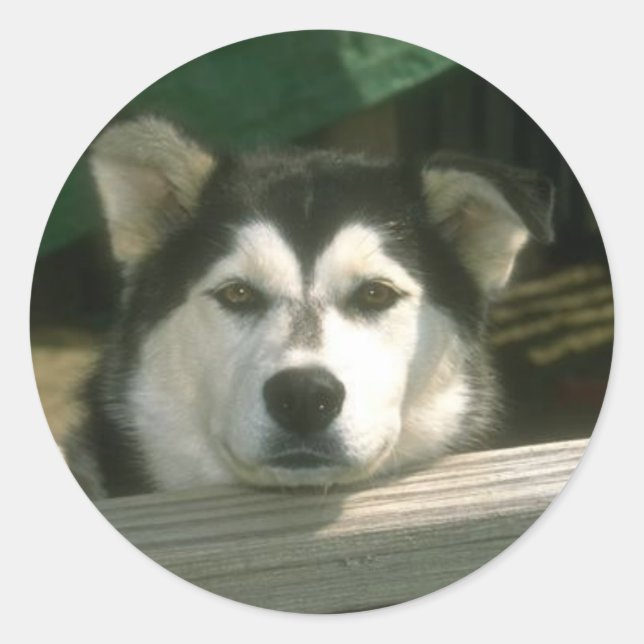 Adesivo Redondo Sad Puppy (Frente)