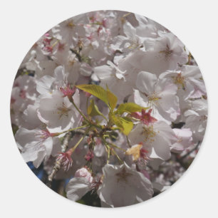 Adesivo Redondo Sakura Cherry Blossom Stickers