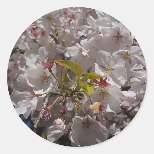 Adesivo Redondo Sakura Cherry Blossom Stickers (Frente)