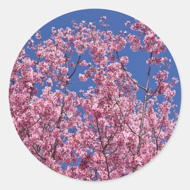Adesivo Redondo Sakura Cherry Blossoms No Azul (Frente)