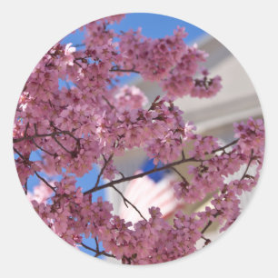 Adesivo Redondo Sakura Flores de Cerejeira Americana