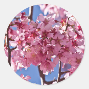 Adesivo Redondo Sakura Flores de Cerejeira Estrelas Vermelhas