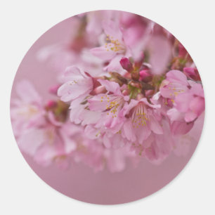 Adesivo Redondo Sakura Flores de Cerejeira Rosa Pálido Reflexos