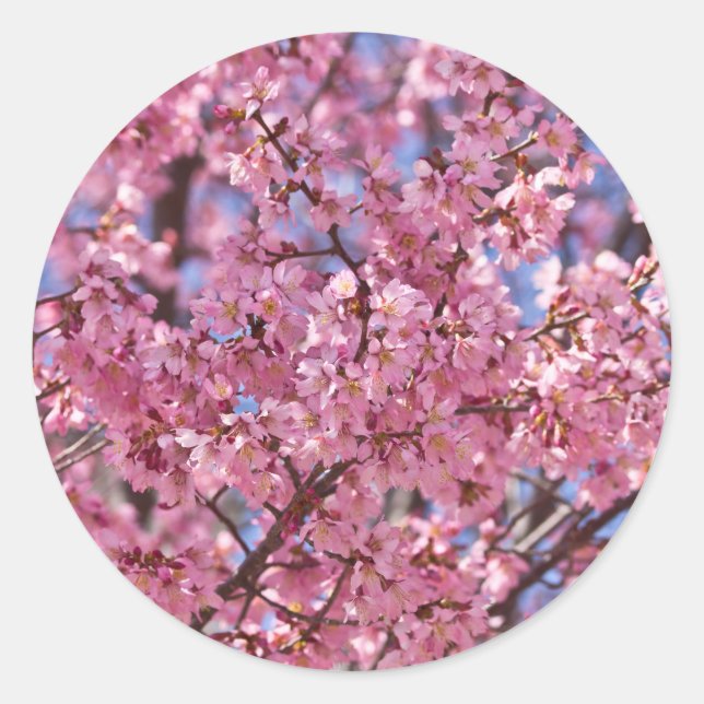 Adesivo Redondo Sakura Pink Chersom Sky (Frente)