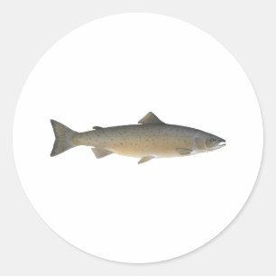 Adesivo Redondo Salmões atlânticos