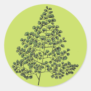 Adesivo Redondo Samambaia de Maidenhair