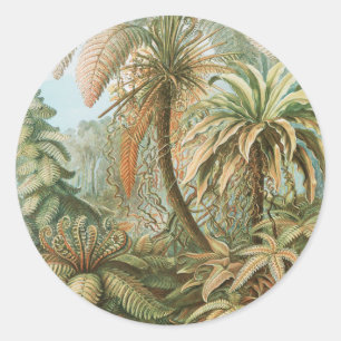 Adesivo Redondo Samambaias, Filicinae Laubfarne por Ernst Haeckel