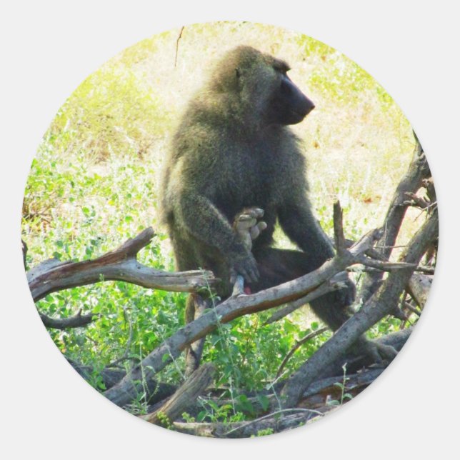 Adesivo Redondo Samburu Baboon (Frente)