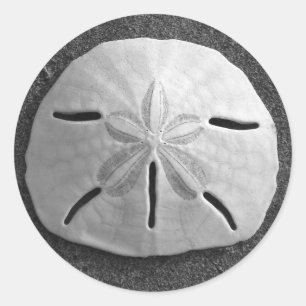 Adesivo Redondo Sand Dollar Seashell Beach Sticker