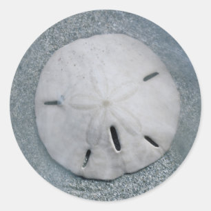 Adesivo Redondo Sanddólar na praia  Sanibel Island, Florida