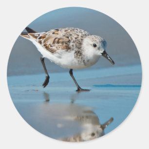 Adesivo Redondo Sanderling (Calidris Albe) Alimentando-Se Em Praia