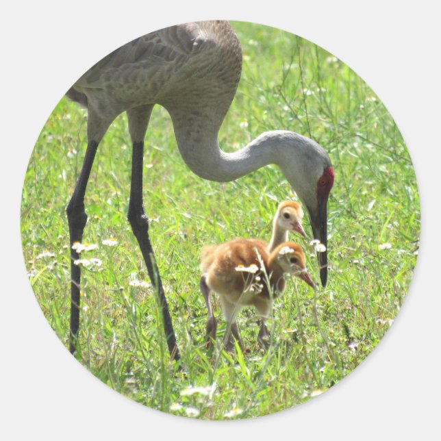 Adesivo Redondo Sandhill Crane e Colt (pintinho) (Frente)