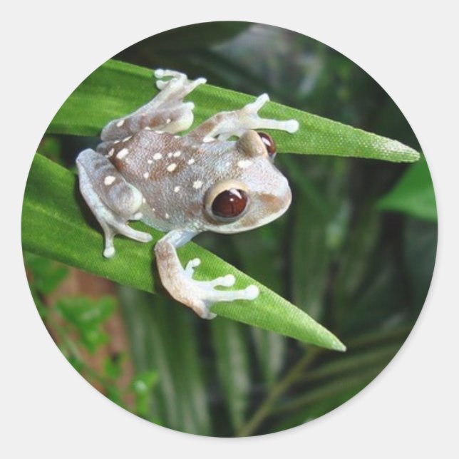 Adesivo Redondo Sapo (Frente)