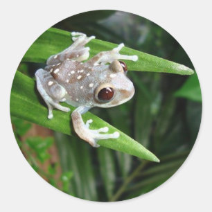 Adesivo Redondo Sapo