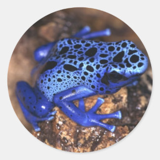 Adesivo Redondo Sapo