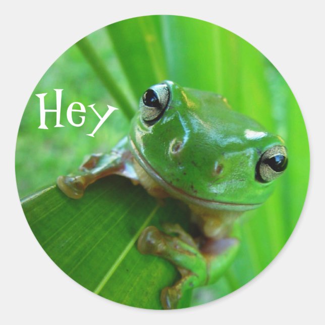 Adesivo Redondo Sapo de árvore (Frente)