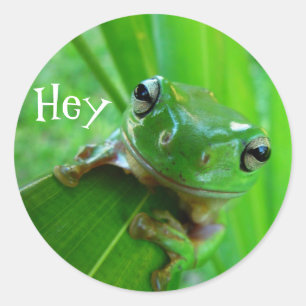 Adesivo Redondo Sapo de árvore