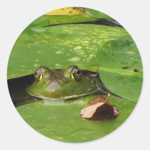 Adesivo Redondo Sapo e Lily Pads